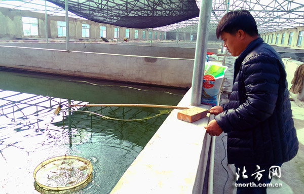 透明采光板搭建的養(yǎng)殖場